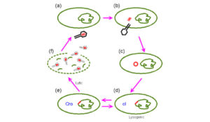Lytic-Cycle-Bad