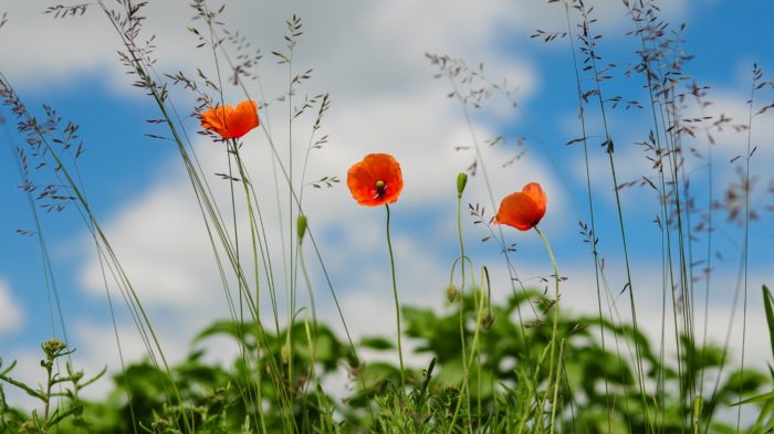 CryoDragon Remembrance Day 2016 - Poppies in the Field