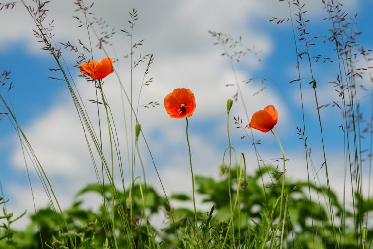 CryoDragon Remembrance Day 2016 – Poppies in the Field CryoDragon Remembrance Day 2016 - Poppies in the Field