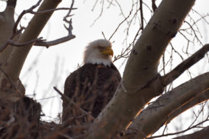 CryoDragon Spots a Bald Eagle by its Nest on Cape Breton Island