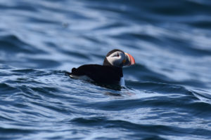 CryoDragon Spots an Atlantic Puffin in Nova Scotia