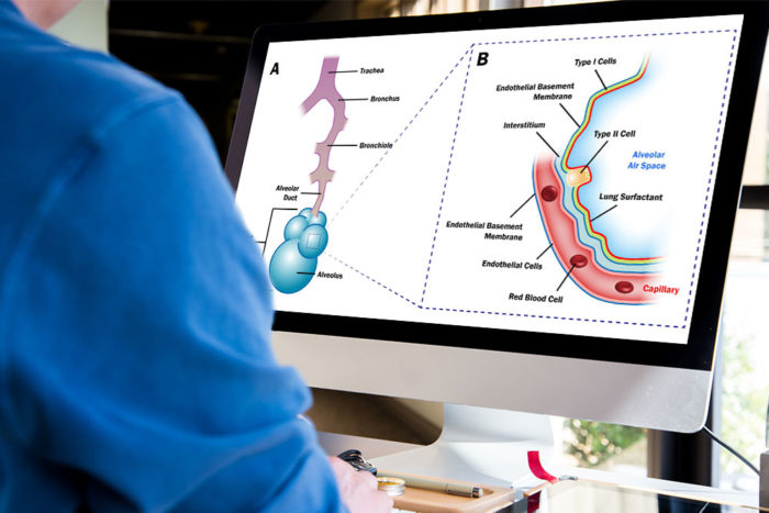 CryoDragon Scientific Illustrations (Waterloo Kitchener Cambridge) Lung Surfactant