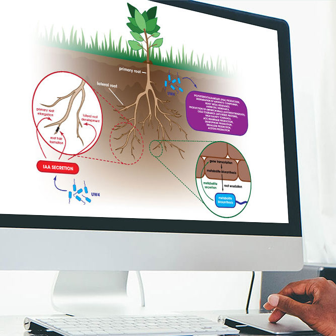 CryoDragon Scientific Illustrations (Waterloo Kitchener Cambridge) UW4 Mechanism
