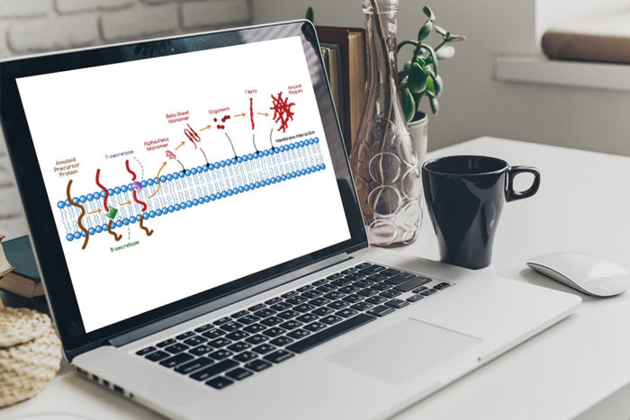CryoDragon Scientific Illustrations (Waterloo Kitchener Cambridge) Amyloid Hypothesis for Alzheimer's Disease