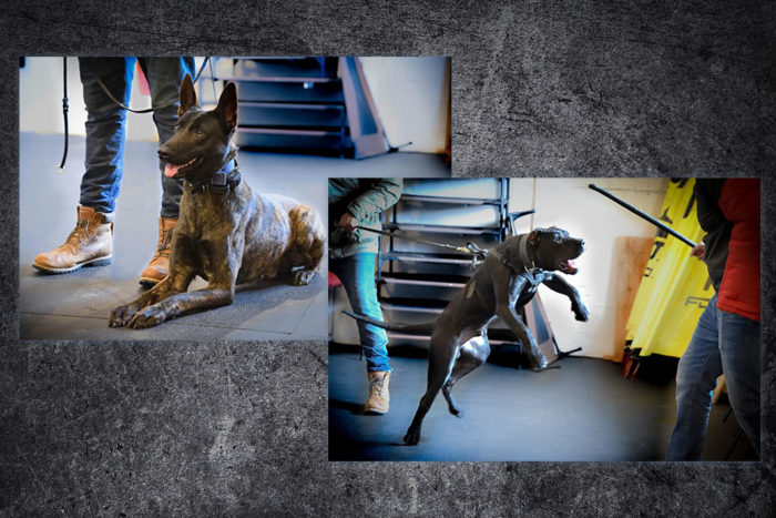 CryoDragon Kitchener Waterloo Cambridge Professional Photography Shield K9