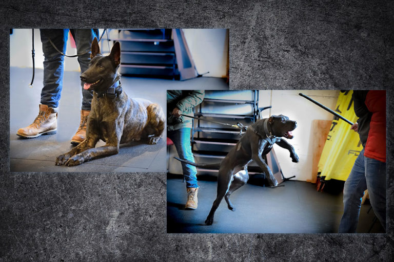 CryoDragon Kitchener Waterloo Cambridge Professional Photography Shield K9 CryoDragon Kitchener Waterloo Cambridge Professional Photography Shield K9